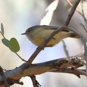 Acanthiza reguloides at Greater Bendigo National Park - 27 Apr 2024