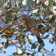 Pachycephala pectoralis (Golden Whistler) at Junortoun, VIC - 27 Apr 2024 by Trevor