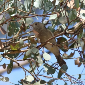 Pachycephala pectoralis at Greater Bendigo National Park - 27 Apr 2024