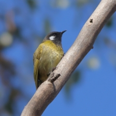 Nesoptilotis leucotis (White-eared Honeyeater) at Strathdale, VIC - 27 Apr 2024 by MichaelWenke