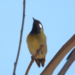 Nesoptilotis leucotis at Strathdale, VIC - 27 Apr 2024