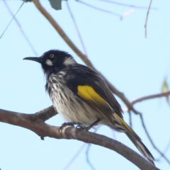 Phylidonyris novaehollandiae (New Holland Honeyeater) at Strathdale, VIC - 27 Apr 2024 by Trevor