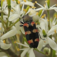 Castiarina sexplagiata (Jewel beetle) at Pollinator-friendly garden Conder - 11 Dec 2023 by MichaelBedingfield