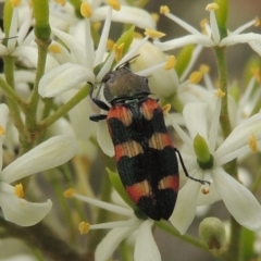 Castiarina sexplagiata (Jewel beetle) at Conder, ACT - 11 Dec 2023 by michaelb