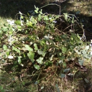 Araujia sericifera at Red Hill Nature Reserve - 27 Apr 2024