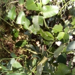 Araujia sericifera at Red Hill Nature Reserve - 27 Apr 2024 12:57 PM