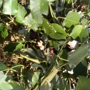 Araujia sericifera at Red Hill Nature Reserve - 27 Apr 2024