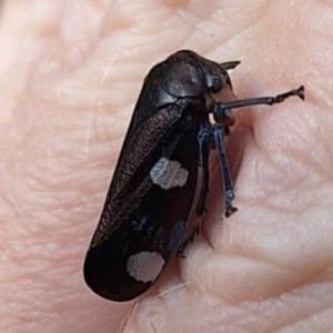 Eurymela distincta at Lower Cotter Catchment - 28 Apr 2024