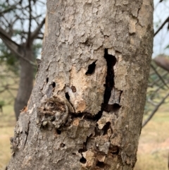 Eucalyptus (genus) (A Gum Tree) at Ginninderry Conservation Corridor - 29 Apr 2024 by Ange