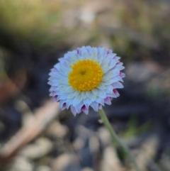 Leucochrysum albicans subsp. tricolor (Hoary Sunray) at Captains Flat, NSW - 27 Apr 2024 by Csteele4