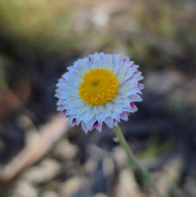 Leucochrysum albicans subsp. tricolor (Hoary Sunray) at Captains Flat, NSW - 27 Apr 2024 by Csteele4