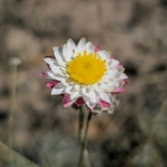 Leucochrysum albicans subsp. tricolor at QPRC LGA - 27 Apr 2024