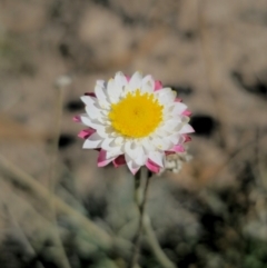 Leucochrysum albicans subsp. tricolor at QPRC LGA - 27 Apr 2024