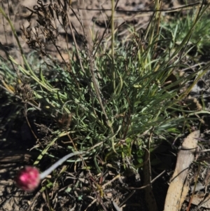 Leucochrysum albicans subsp. tricolor at QPRC LGA - 27 Apr 2024