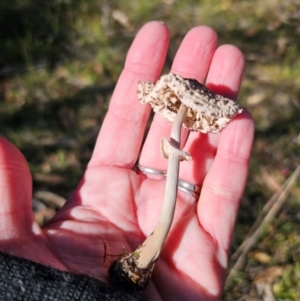 Macrolepiota clelandii at QPRC LGA - 25 Apr 2024 01:34 PM