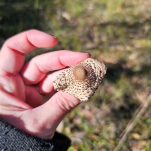 Macrolepiota clelandii at QPRC LGA - 25 Apr 2024 01:34 PM