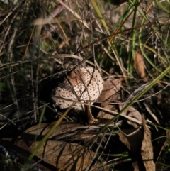 Macrolepiota clelandii at QPRC LGA - 25 Apr 2024