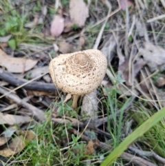 Macrolepiota clelandii (Macrolepiota clelandii) at Captains Flat, NSW - 25 Apr 2024 by Csteele4