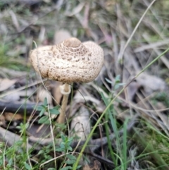 Macrolepiota clelandii at QPRC LGA - 25 Apr 2024