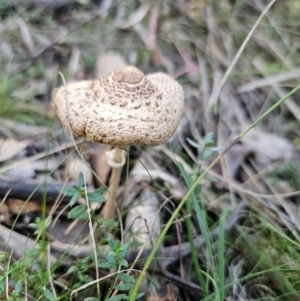 Macrolepiota clelandii at QPRC LGA - 25 Apr 2024 02:04 PM