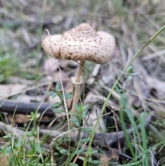 Macrolepiota clelandii at QPRC LGA - 25 Apr 2024 02:04 PM