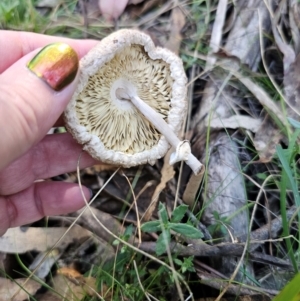 Macrolepiota clelandii at QPRC LGA - 25 Apr 2024 02:04 PM