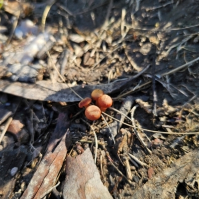 Laccaria sp. (Laccaria) at Captains Flat, NSW - 26 Apr 2024 by Csteele4