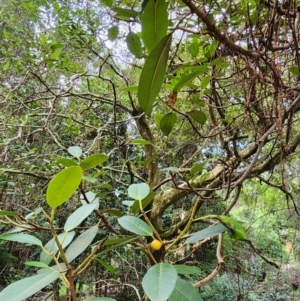 Ficus rubiginosa at Nullica State Forest - 29 Apr 2024