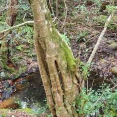 Ficus rubiginosa at Nullica State Forest - 29 Apr 2024