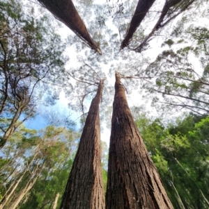 Eucalyptus smithii at Nullica State Forest - 29 Apr 2024