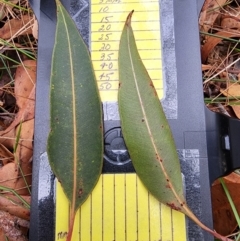 Corymbia gummifera at Nullica State Forest - 29 Apr 2024