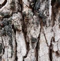 Corymbia gummifera at Nullica State Forest - 29 Apr 2024