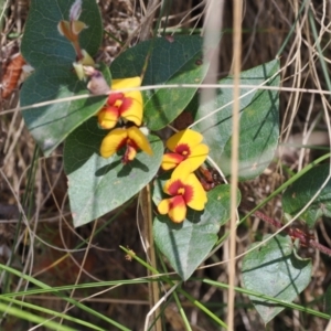 Platylobium montanum subsp. montanum at Namadgi National Park - 9 Oct 2023