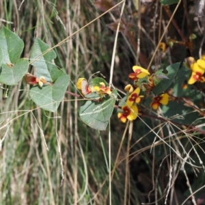 Platylobium montanum subsp. montanum at Namadgi National Park - 9 Oct 2023