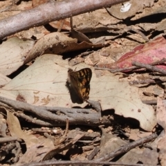 Argynnina cyrila (Forest Brown, Cyril's Brown) at Namadgi National Park - 9 Oct 2023 by RAllen