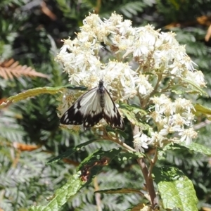 Belenois java (Caper White) at Namadgi National Park by RAllen