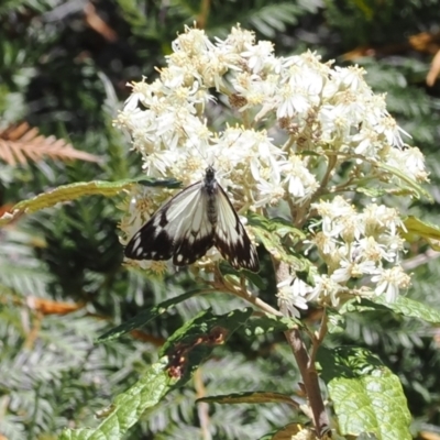 Belenois java (Caper White) at Uriarra Village, ACT - 9 Oct 2023 by RAllen