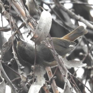 Acanthiza pusilla at Lions Youth Haven - Westwood Farm A.C.T. - 29 Apr 2024