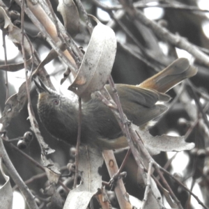 Acanthiza pusilla (Brown Thornbill) at Lions Youth Haven - Westwood Farm by HelenCross