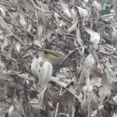 Acanthiza pusilla at Lions Youth Haven - Westwood Farm A.C.T. - 29 Apr 2024 12:26 PM