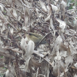 Acanthiza pusilla at Lions Youth Haven - Westwood Farm A.C.T. - 29 Apr 2024