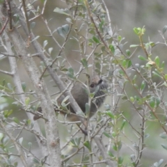 Acanthiza pusilla at Lions Youth Haven - Westwood Farm A.C.T. - 29 Apr 2024