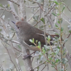 Acanthiza pusilla at Lions Youth Haven - Westwood Farm A.C.T. - 29 Apr 2024 12:26 PM