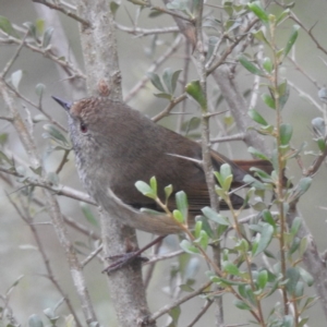 Acanthiza pusilla at Lions Youth Haven - Westwood Farm A.C.T. - 29 Apr 2024