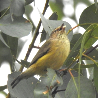 Smicrornis brevirostris (Weebill) at Lions Youth Haven - Westwood Farm - 29 Apr 2024 by HelenCross