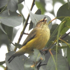 Smicrornis brevirostris (Weebill) at Lions Youth Haven - Westwood Farm - 29 Apr 2024 by HelenCross