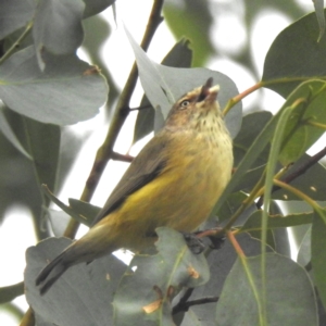 Smicrornis brevirostris (Weebill) at Lions Youth Haven - Westwood Farm by HelenCross