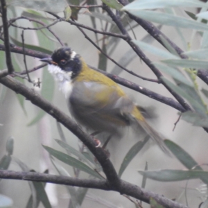 Melithreptus lunatus at Lions Youth Haven - Westwood Farm A.C.T. - 29 Apr 2024