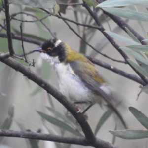 Melithreptus lunatus at Lions Youth Haven - Westwood Farm A.C.T. - 29 Apr 2024 12:37 PM