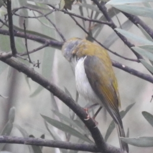 Melithreptus lunatus at Lions Youth Haven - Westwood Farm A.C.T. - 29 Apr 2024